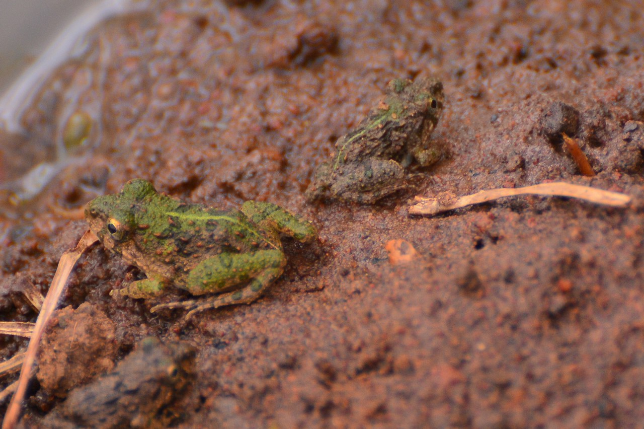 Fejervarya limnocharis